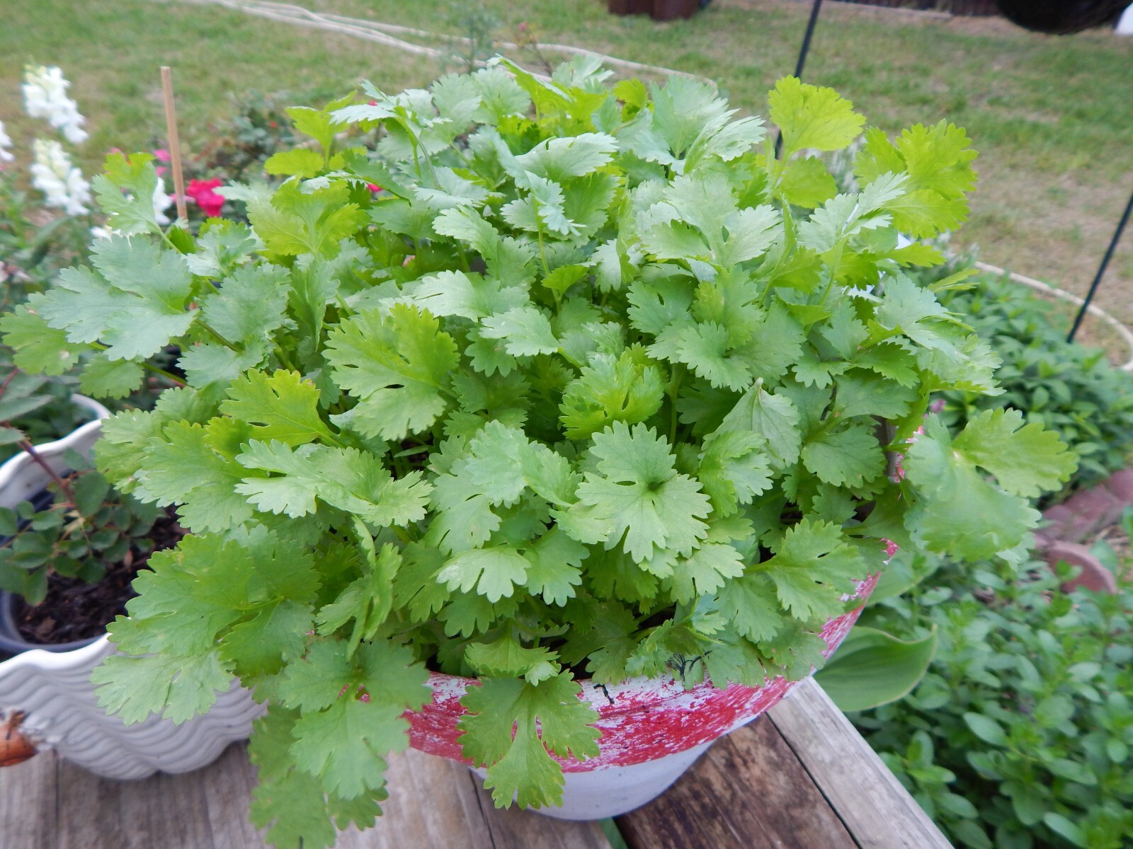 CILANTRO / CORIANDER HERB – 100 Fresh Seeds – FREE Shipping
