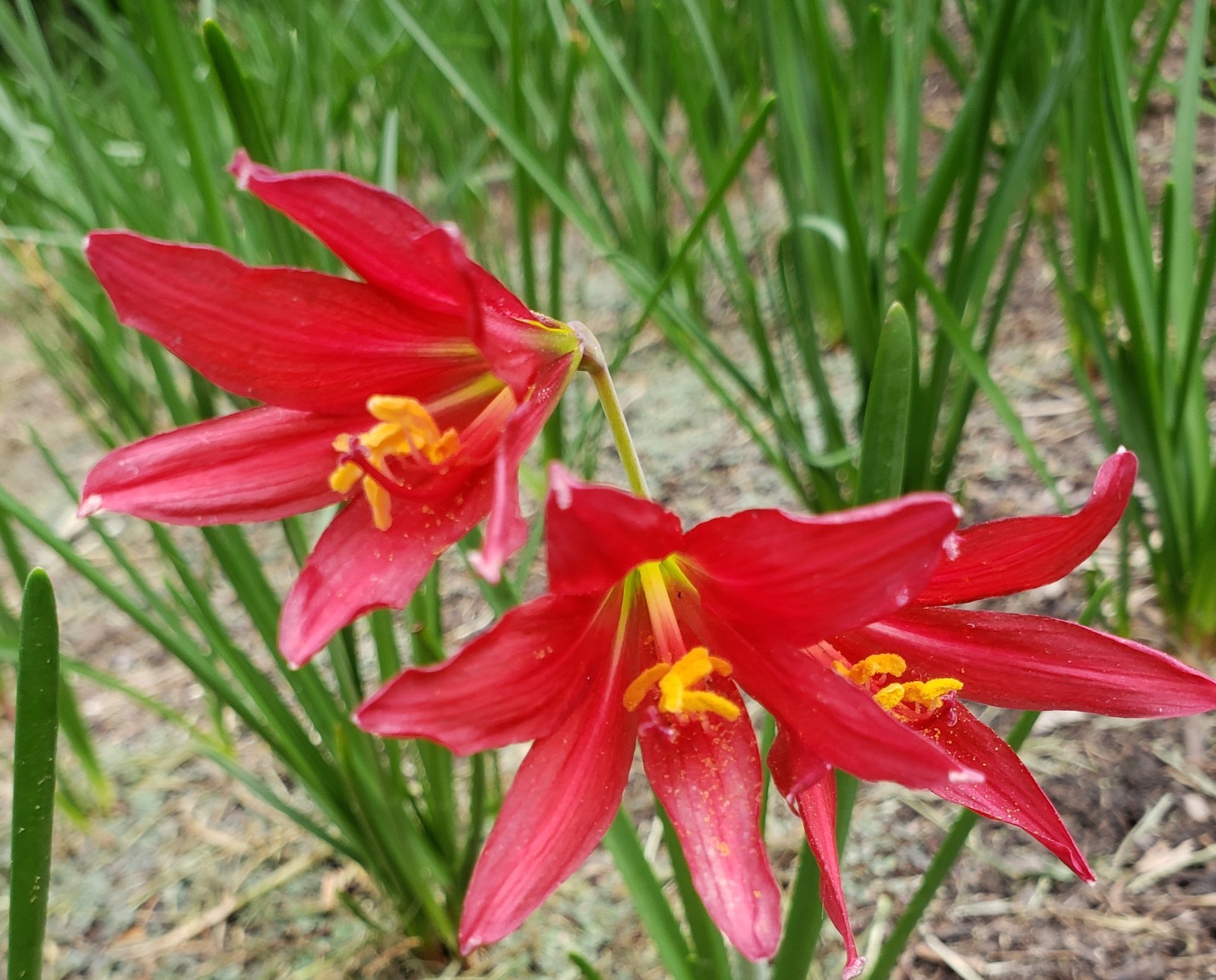 Oxblood Lily Bulbs Lilies Rain Schoolhouse Hurricane Free Ship SMALL