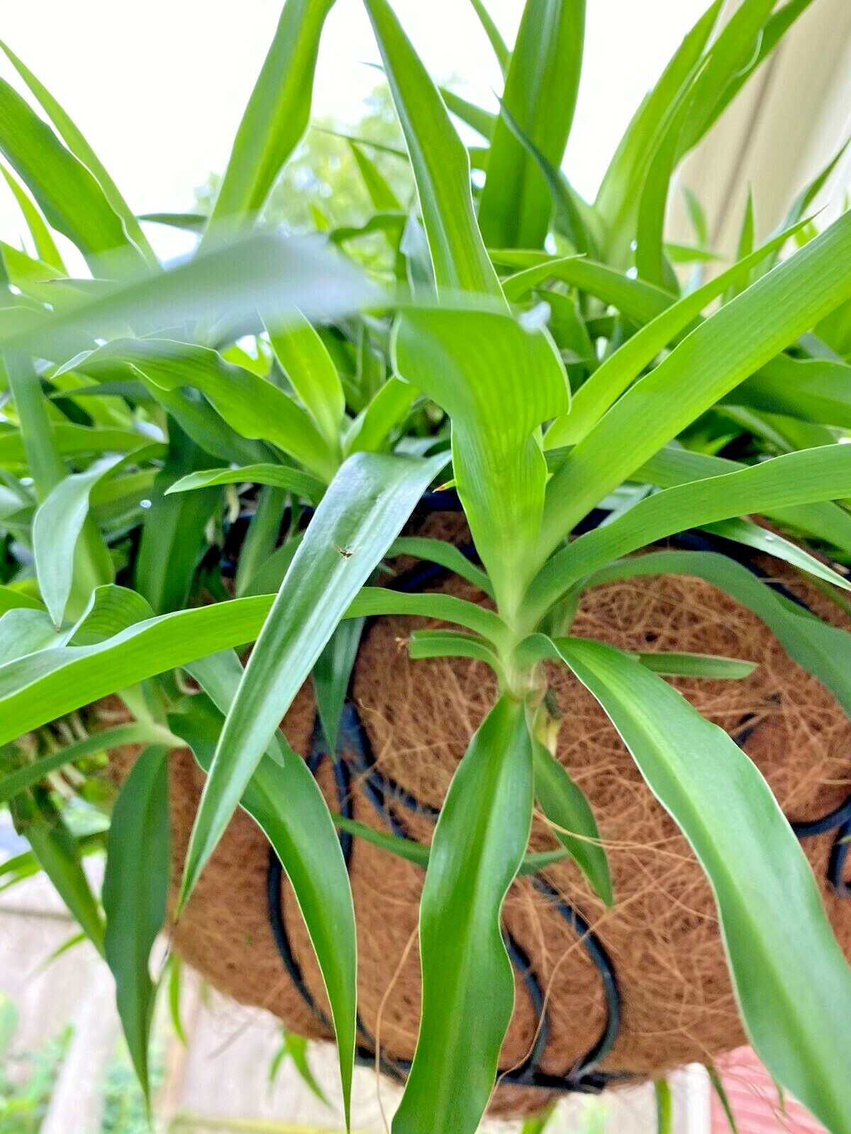 10 of air clear house plant rooted- spider plant all green bare rooted