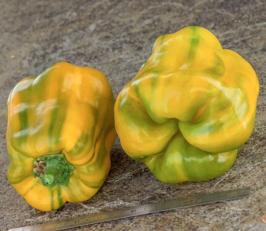 15 YELLOW MONSTER GIANT SWEET PEPPER SEEDS ~ heirloomseedguy ~ 2026 ~ NON-GMO
