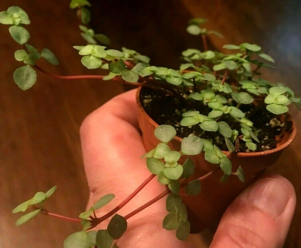 PILEA ‘SILVER SPRINKLES’, ‘GRAY ARTILLERY FERN – 2″ POT -MINIATURE PLANT