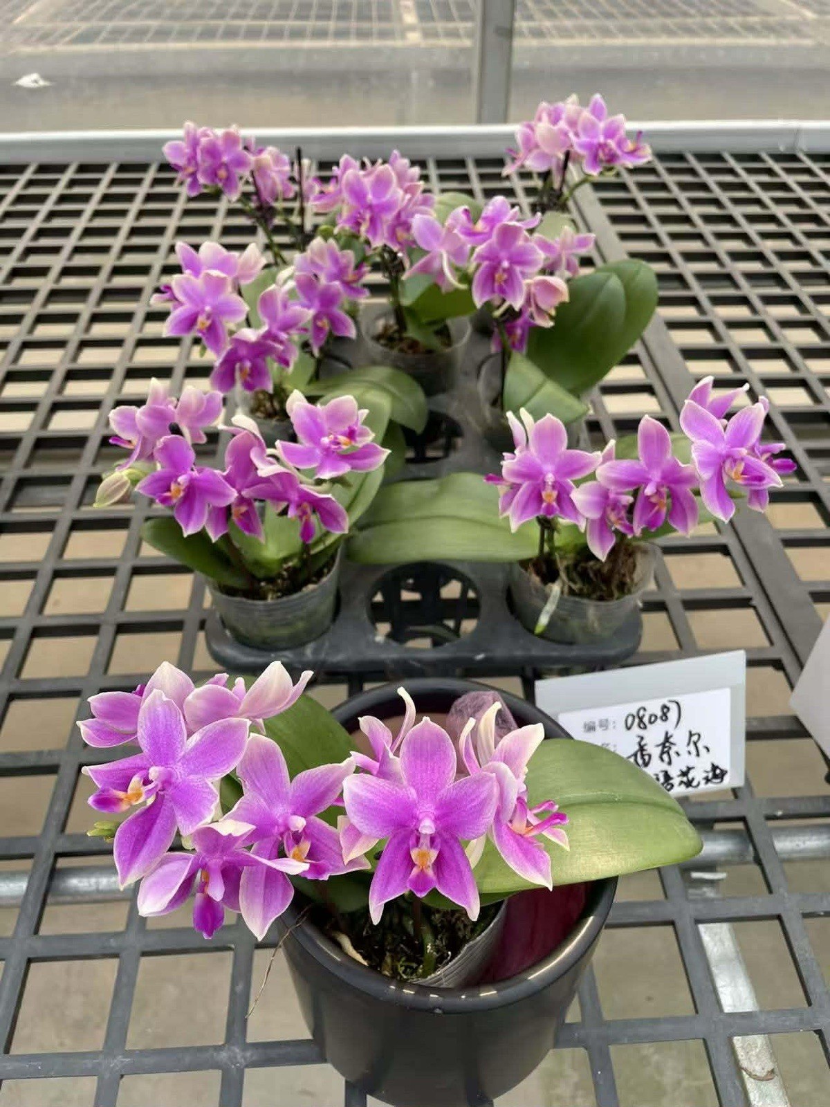 Phalaenopsis San-Ho Chanel