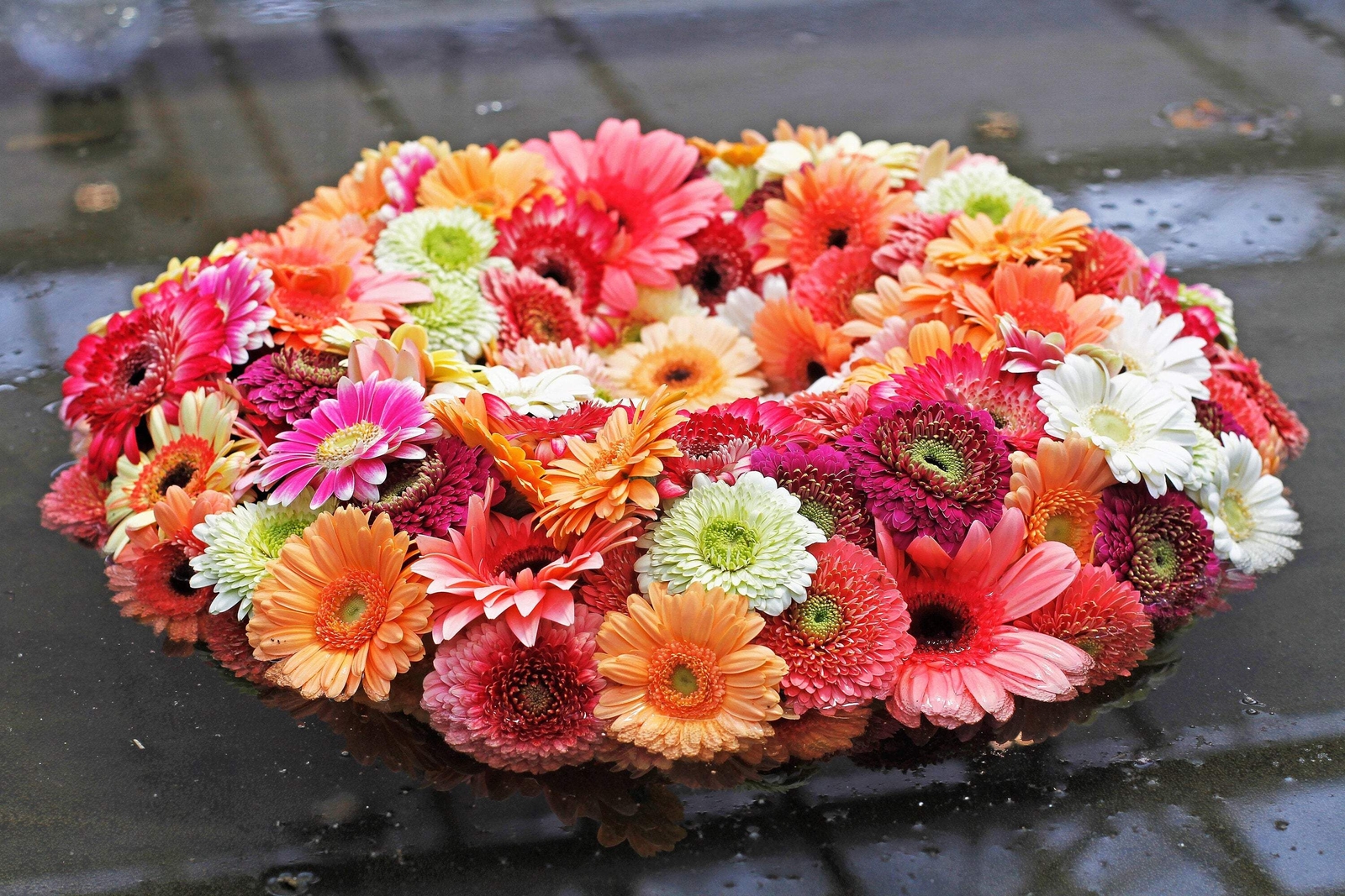 20 GERBER DAISY Mixed Colors Gerbera Jamesonii Barberton African Flower Seeds
