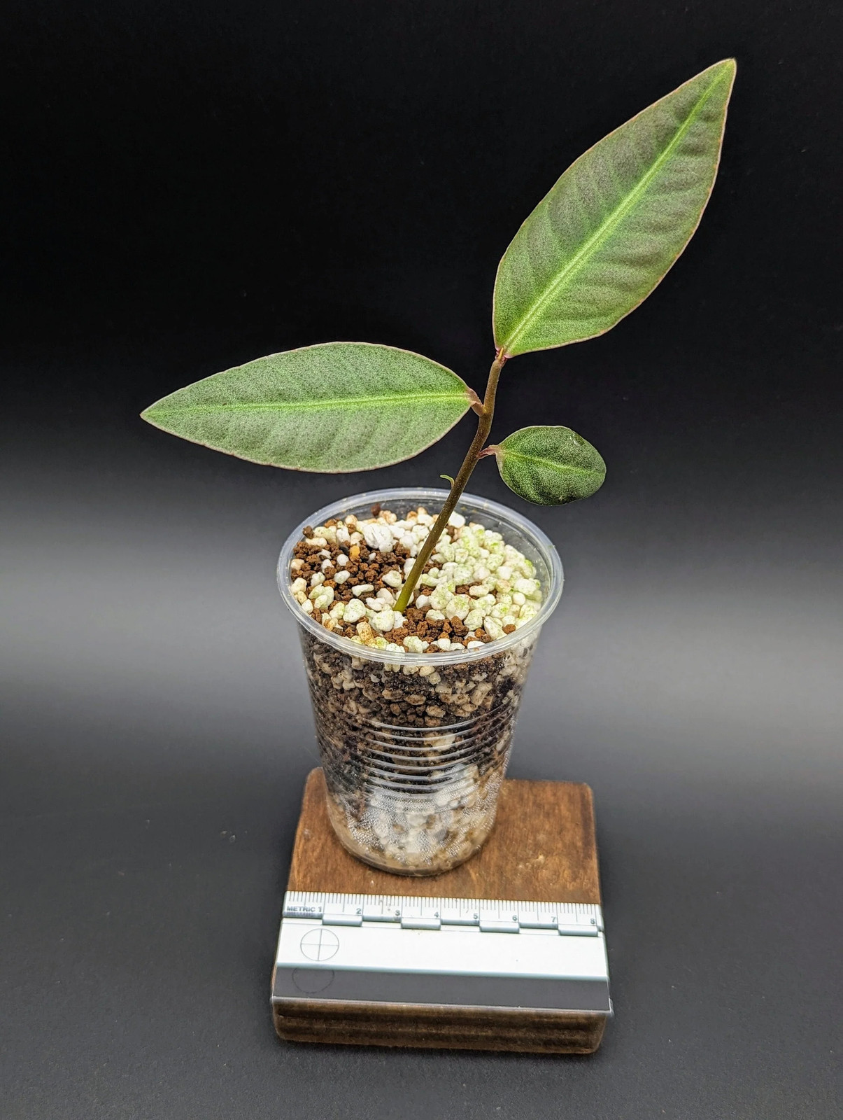Labisia sp. silver [non-exact]