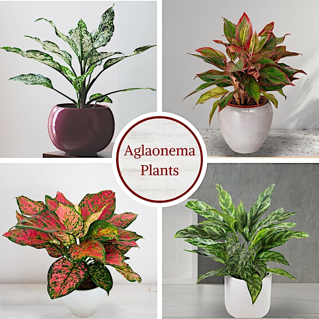 Aglaonema Live Plant Collection (4-Pack) – Chinese Evergreen Green, Red