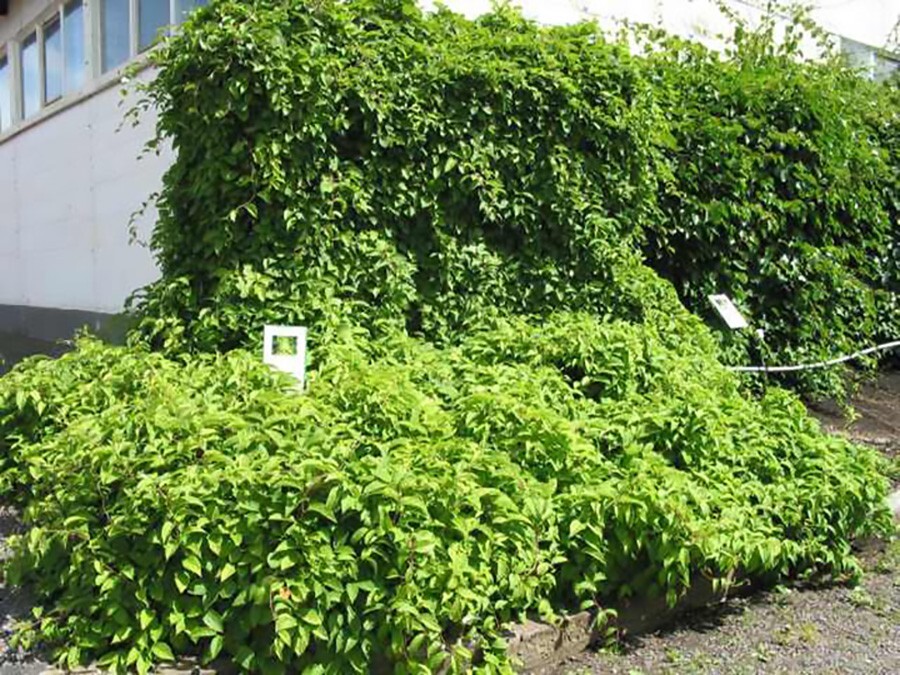 Chinese Magnolia, Schisandra chinensis, Vine Seeds (Fast, Edible, Hardy)