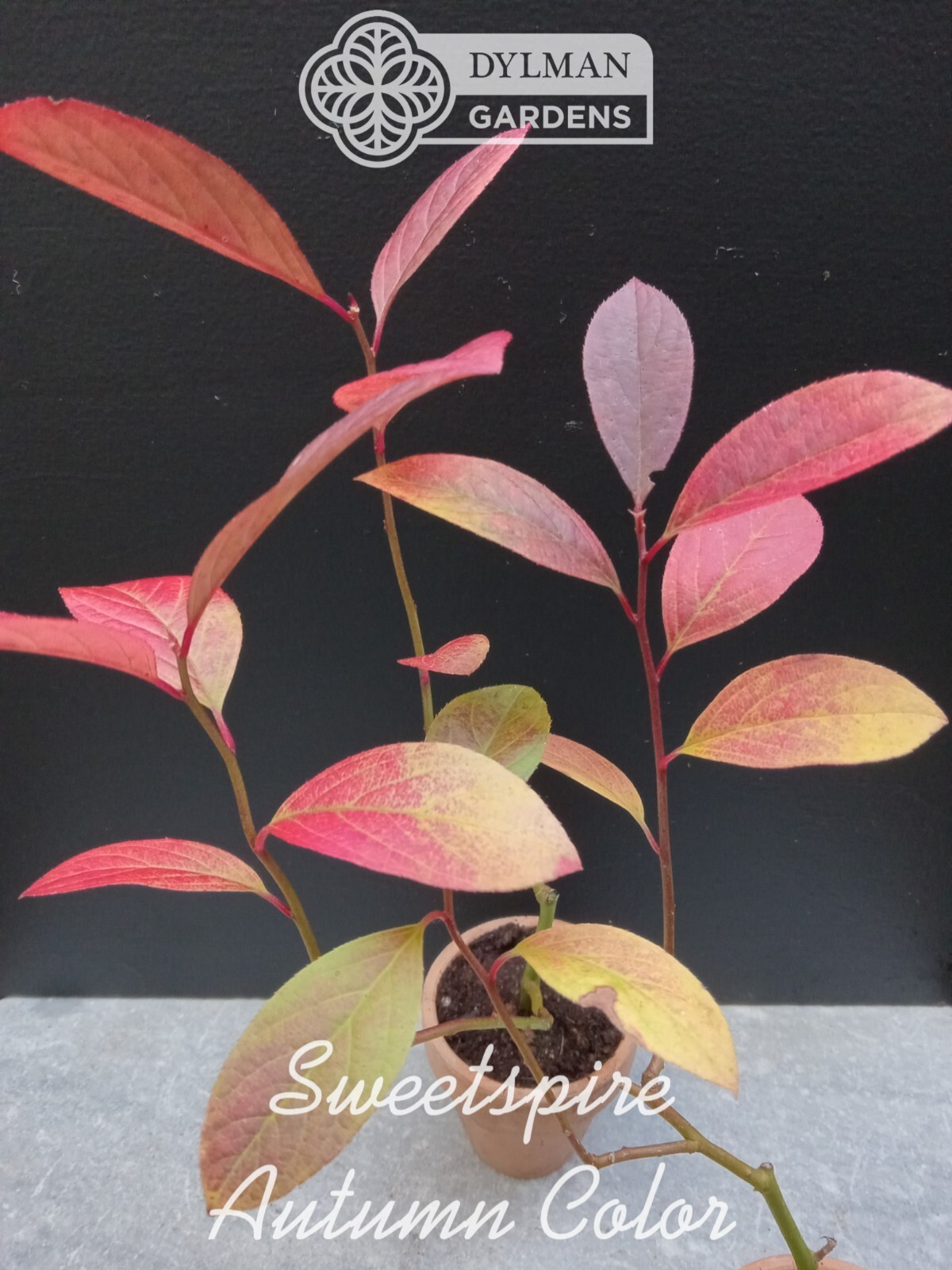 Sweetspire (Itea virginica) – Virginia Willow – Live Plant – Multiple Sizes