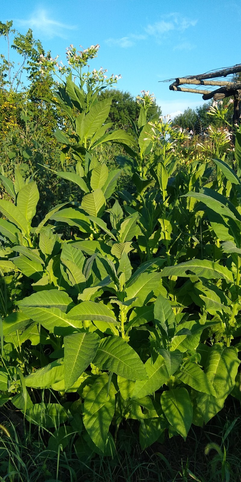 Perique Tobacco Seeds ~ 1000 to 100,000 seeds ~ Heirloom Nicotiana Tabacum