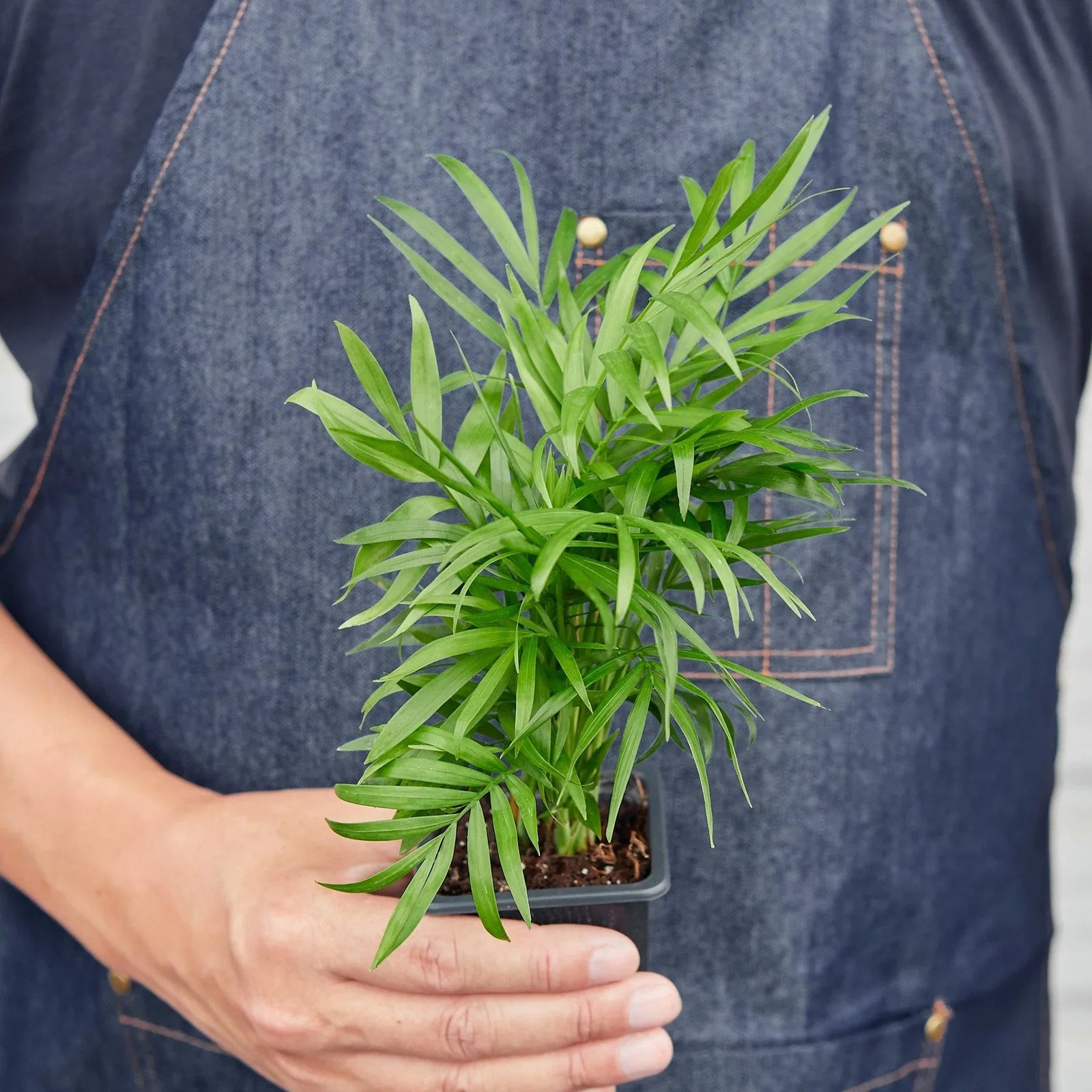 Parlor Palm Neanthe Bella 4″ to 12″ Tall – Pet Safe Low Light Houseplant