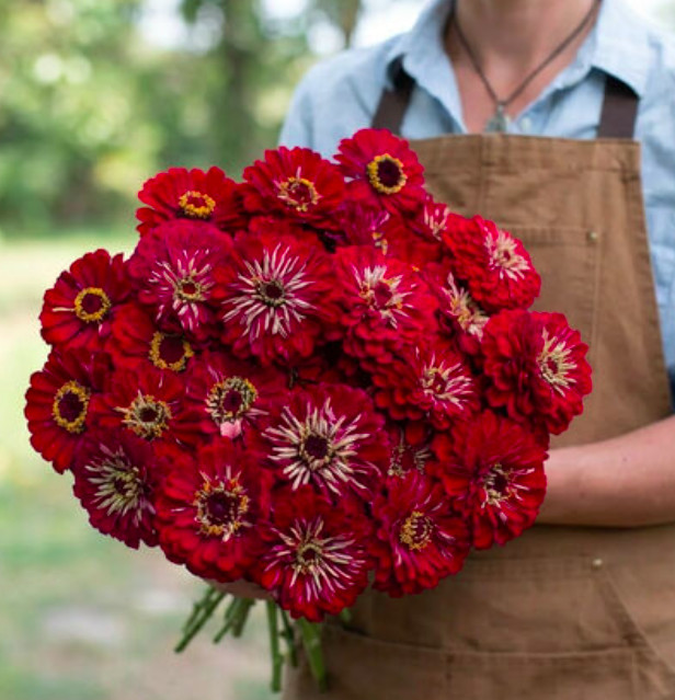 Zinnia Benary’s Giant DEEP RED Cut Flower Garden 4-6″ Blooms Non-GMO 25 Seeds