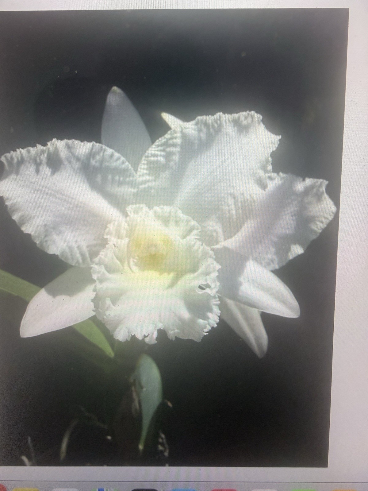 Orchid Plant Premuim Box full some in Pots no bloom w tag 20