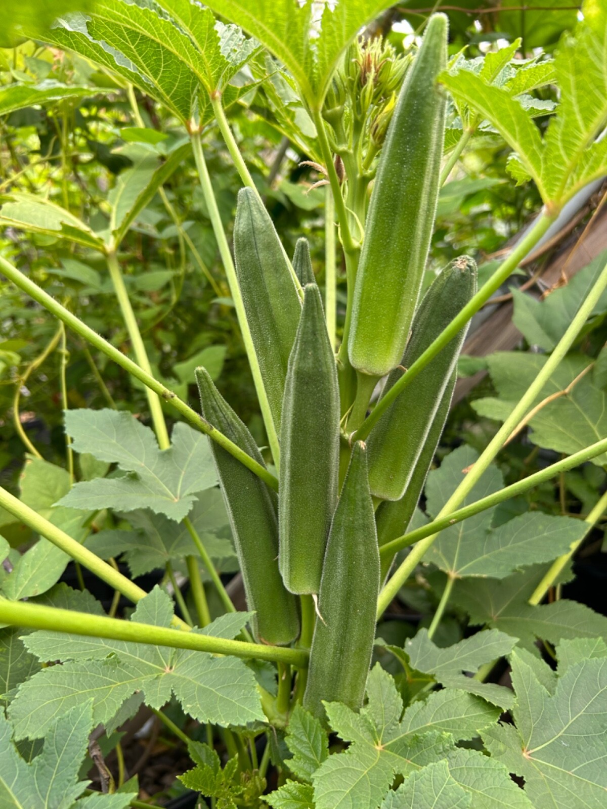 20+ Cajun Dream Okra Seeds Prolific Non-GMO