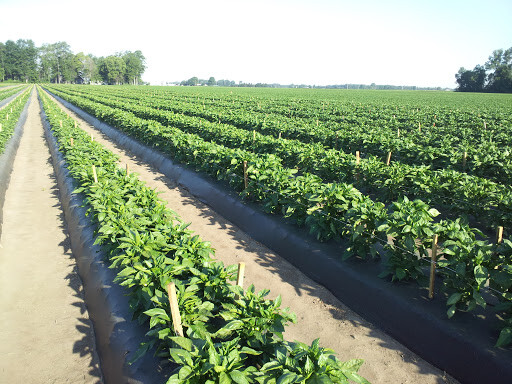 BIG DADDY RED SWEET PEPPER SEED NON-GMO SUPER COLOR sweet pepper flavor TASTY!
