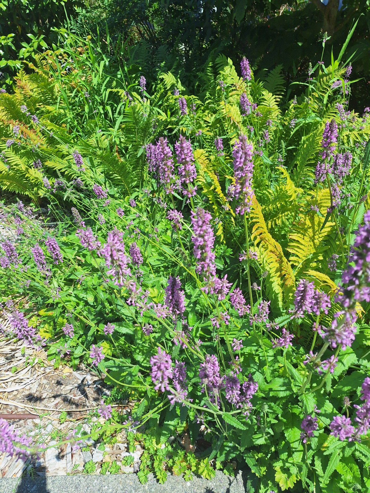 AGASTACHE 200 SEEDS, HYSSOP, PINKISH-PURPLE FLOWERS, HARDY PERENNIAL