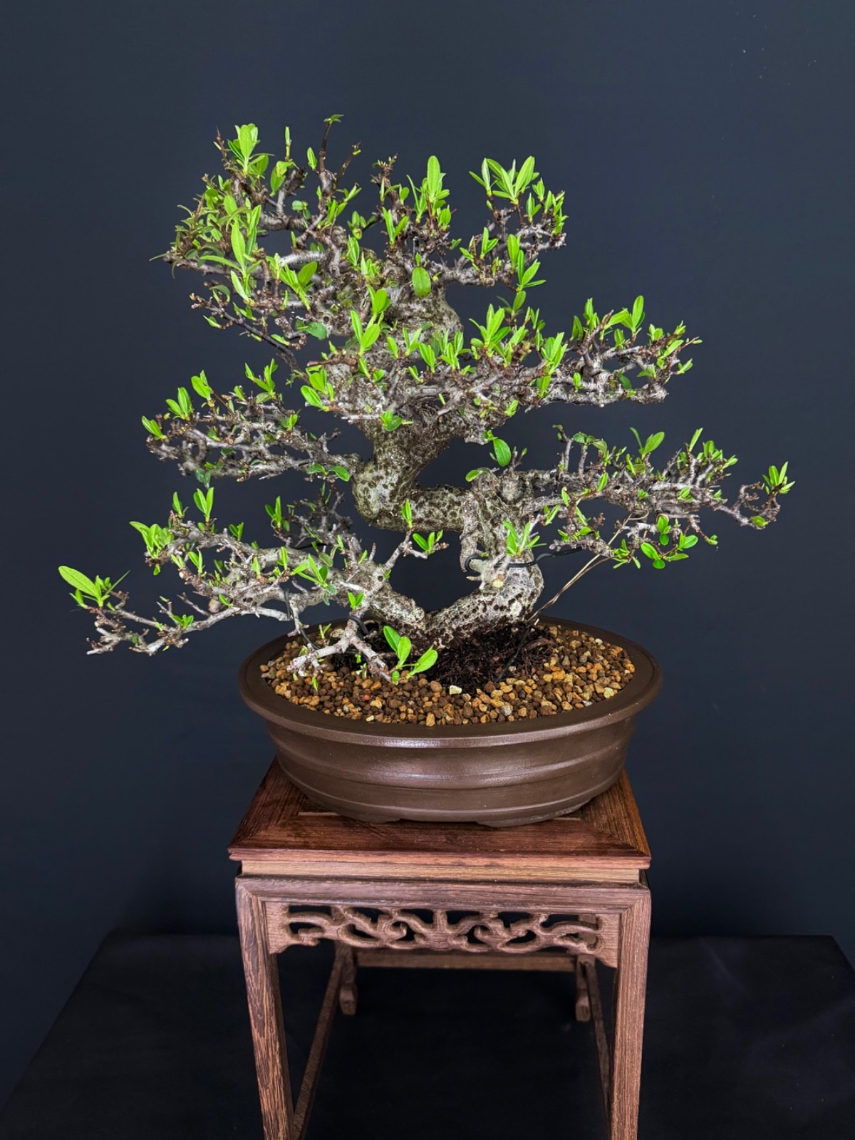 Pyracantha Fruit Bonsai tree (very easy to bear fruit)