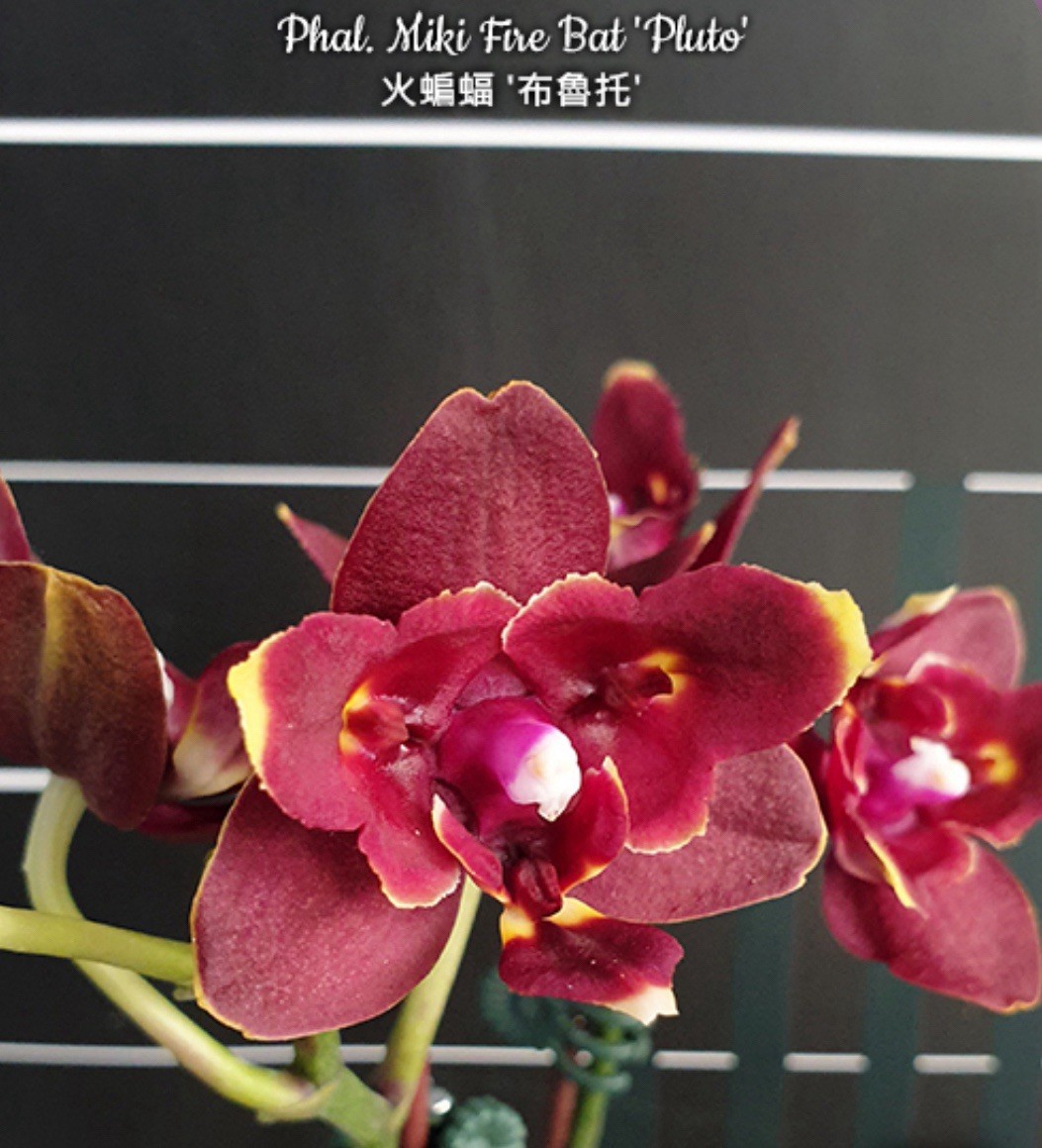 Phal. Miki Fire Bat ‘Pluto’, Mericlone, Peloric, Blooming Size, FREE Shipping