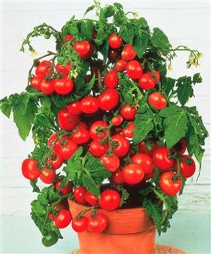 Pot n Patio Cherry Tomato 25 Seeds Moon Gardens Simply Grown Beautifully