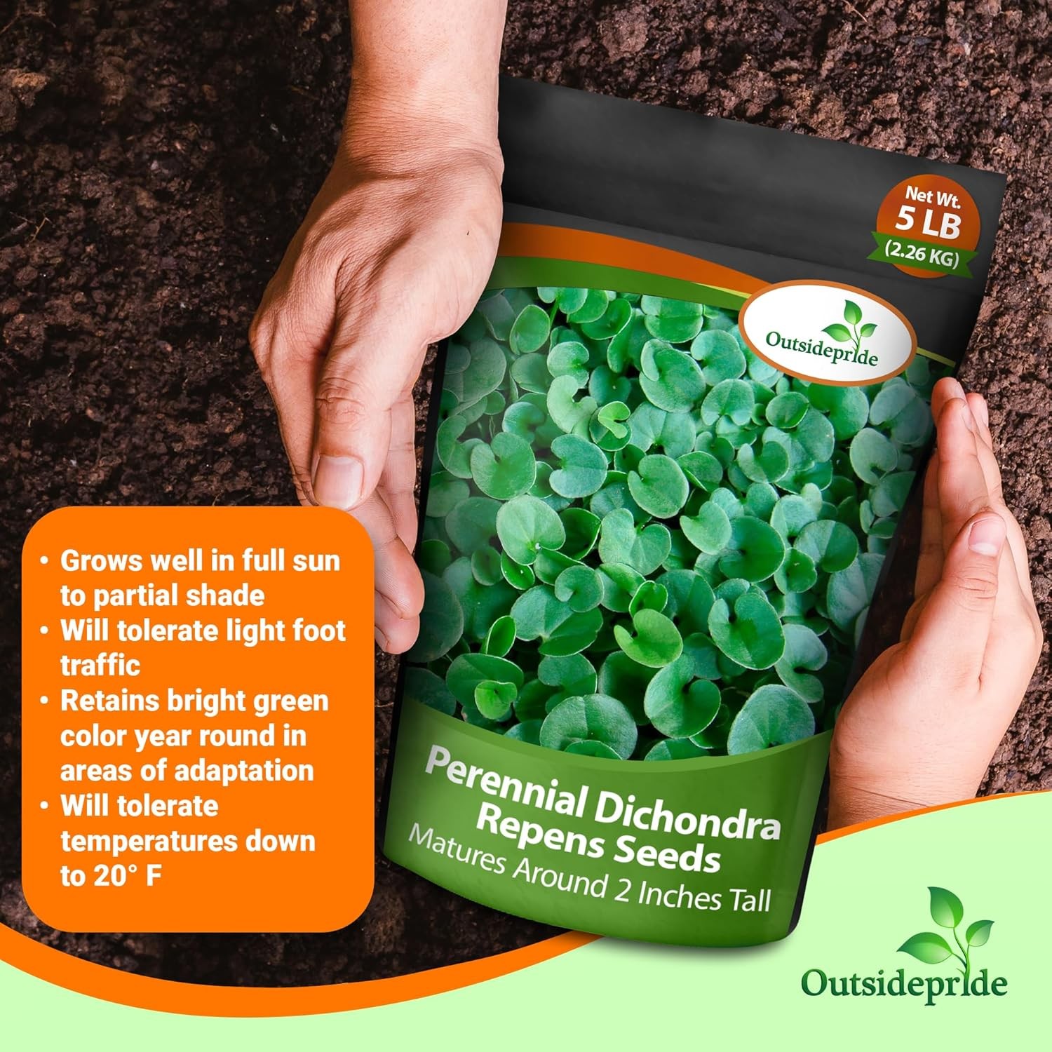 1 LB Dichondra Seed For Planting – Dichondra Repens Ground Cover Seeds