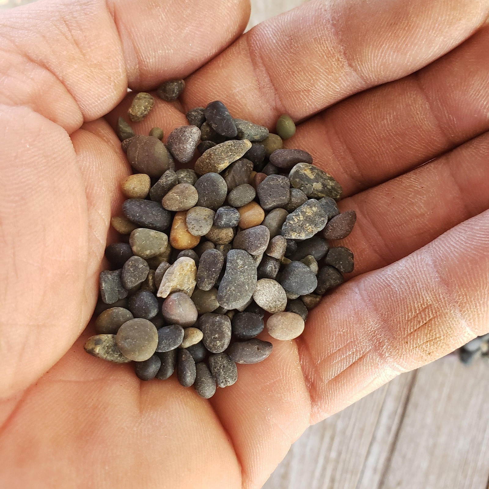 1 Lb 1/4 Black Criva River Rock Cactus and Succulent Top Soil Dressing cactus Ca