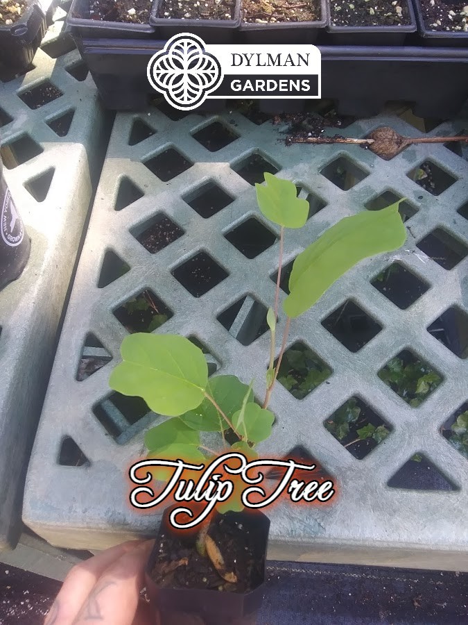 Tulip Tree (Liriodendron tulipifera) Whitewood – Tulip Poplar – Multiple Sizes