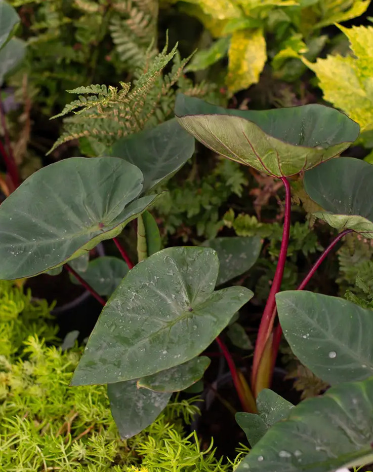Hawaiian Punch Colocasia Live Plant – 3–5” Tall – 4″ Pot – Ship No Pot