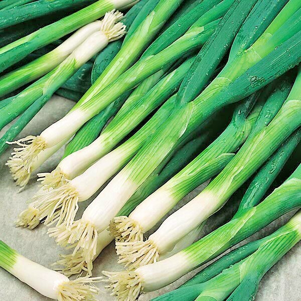 501+JAPANESE Evergreen Bunching GREEN ONION Seeds Welsh Nebuka He Shi Ko 70 Day