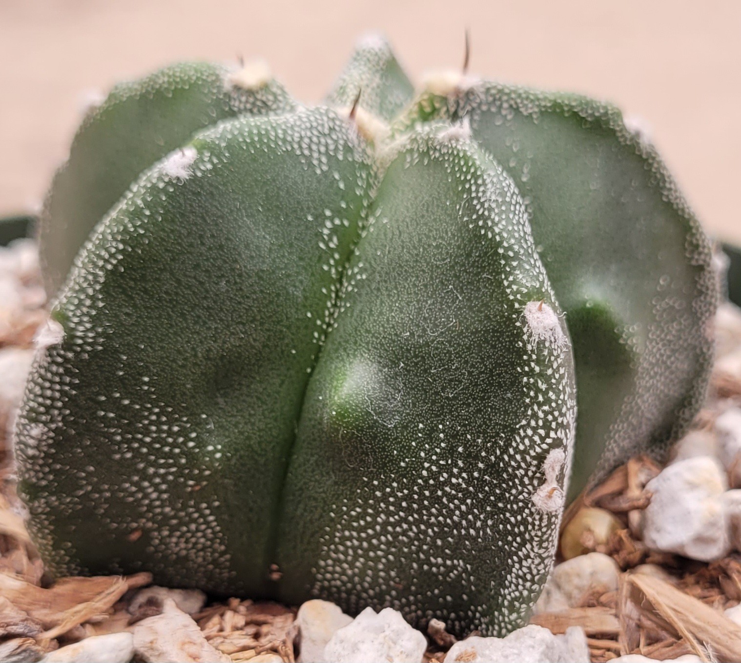 Astrophytum Myriostigma Green With White Marginated Ribs 2″ Wide – Bare Root
