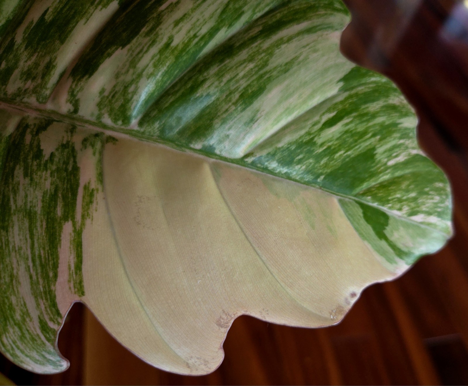 Rare XL Philodendron Pink Flushed Caramel Marble 27″ Wide Not Anthurium Monstera