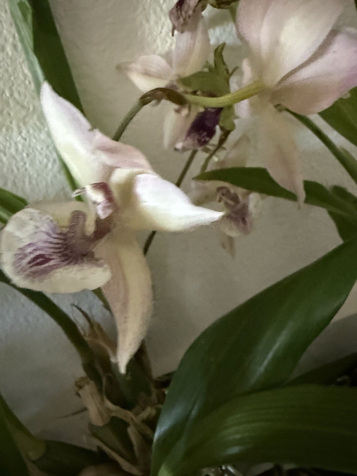 ORCHID Plan ink Z 3 bulb special 3 different sale plus 1 free # 4