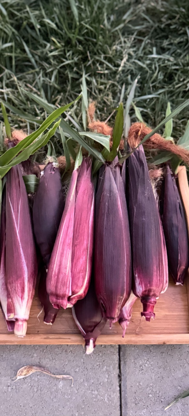 Double Red sweet corn seeds, Non-GMO, Heirloom, 50 seeds