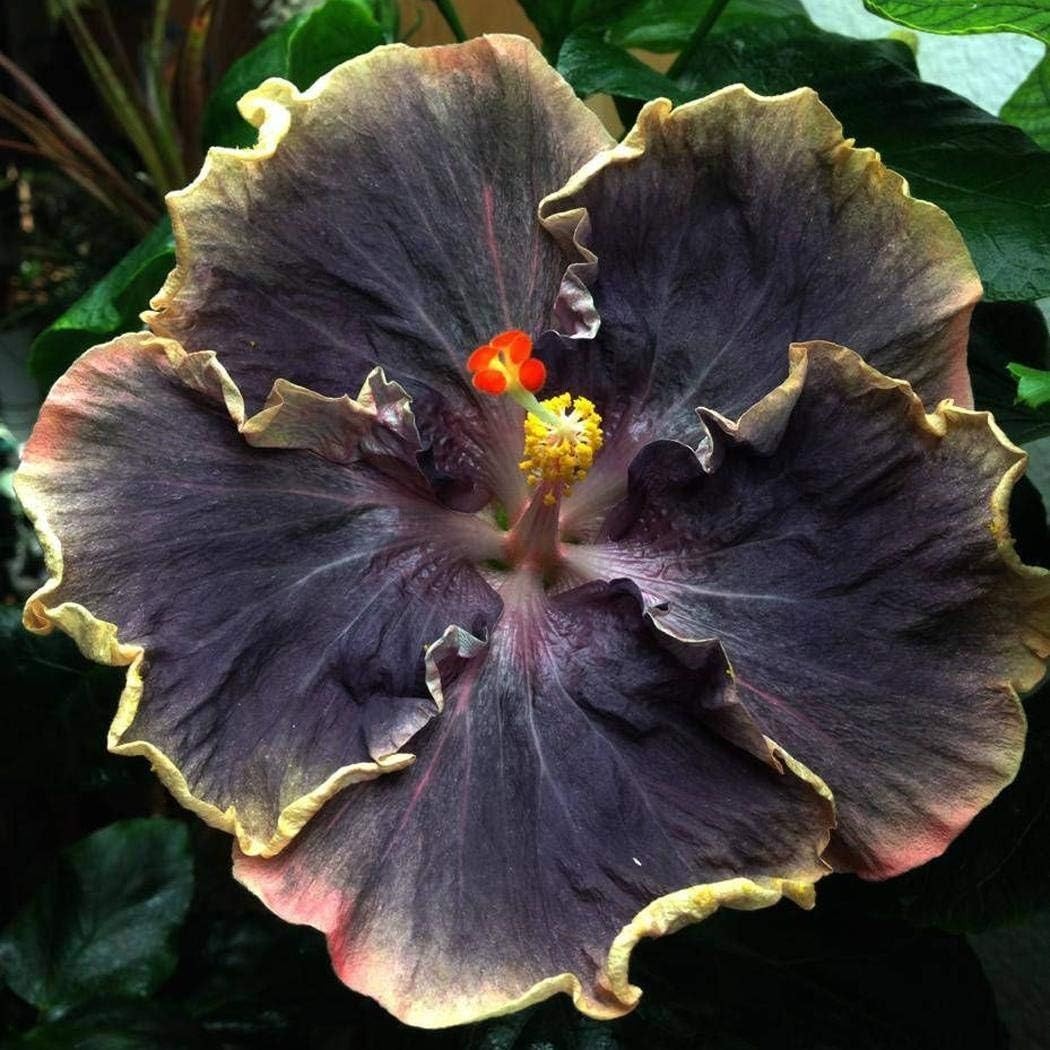 Giant Heirloom ‘Black Rainbow’ Hibiscus Seeds – 20 Count for Vibrant Blooms