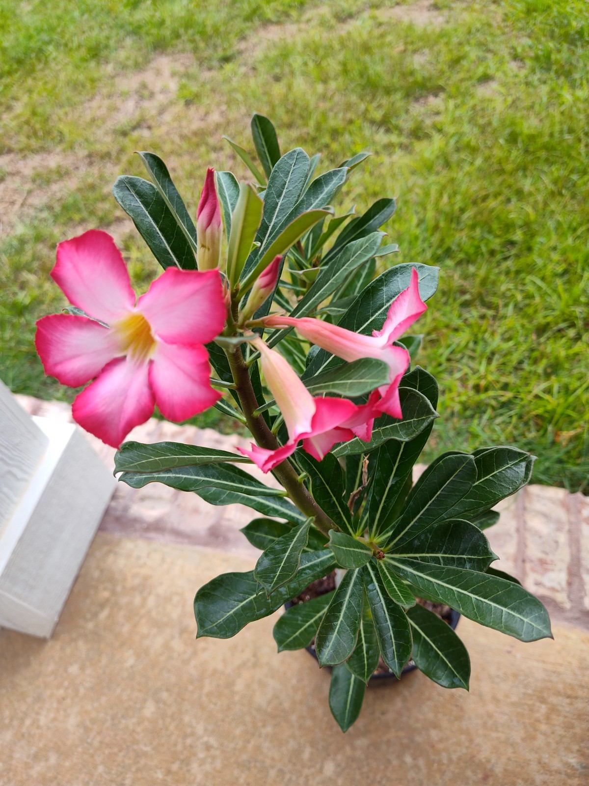 2 Adenium Desert Rose plants 12-15 month Plants