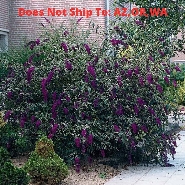 Black Knight Butterfly Live Plant Buddleia Purple Flowering Bush Outdoor 3 Gal