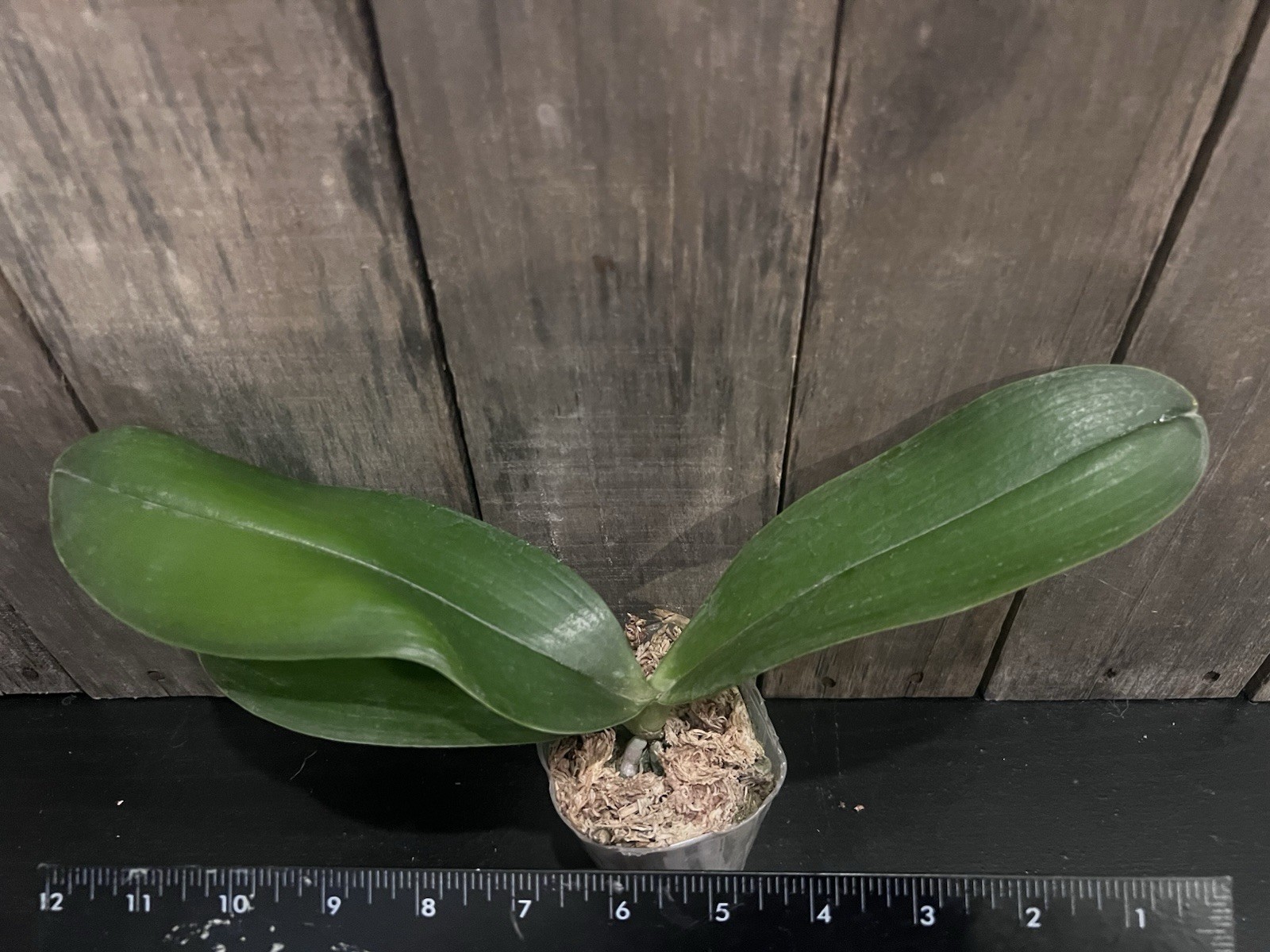 Phal. Lyndon Tai Chi, Blooming Size, FREE Shipping