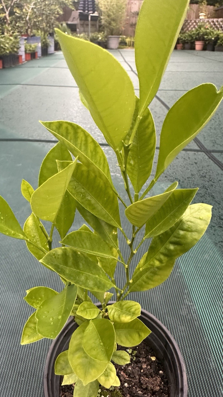Calamondin/Calamansi seedling 14” (Citrofortunella Microcarpa) No Ship Ca