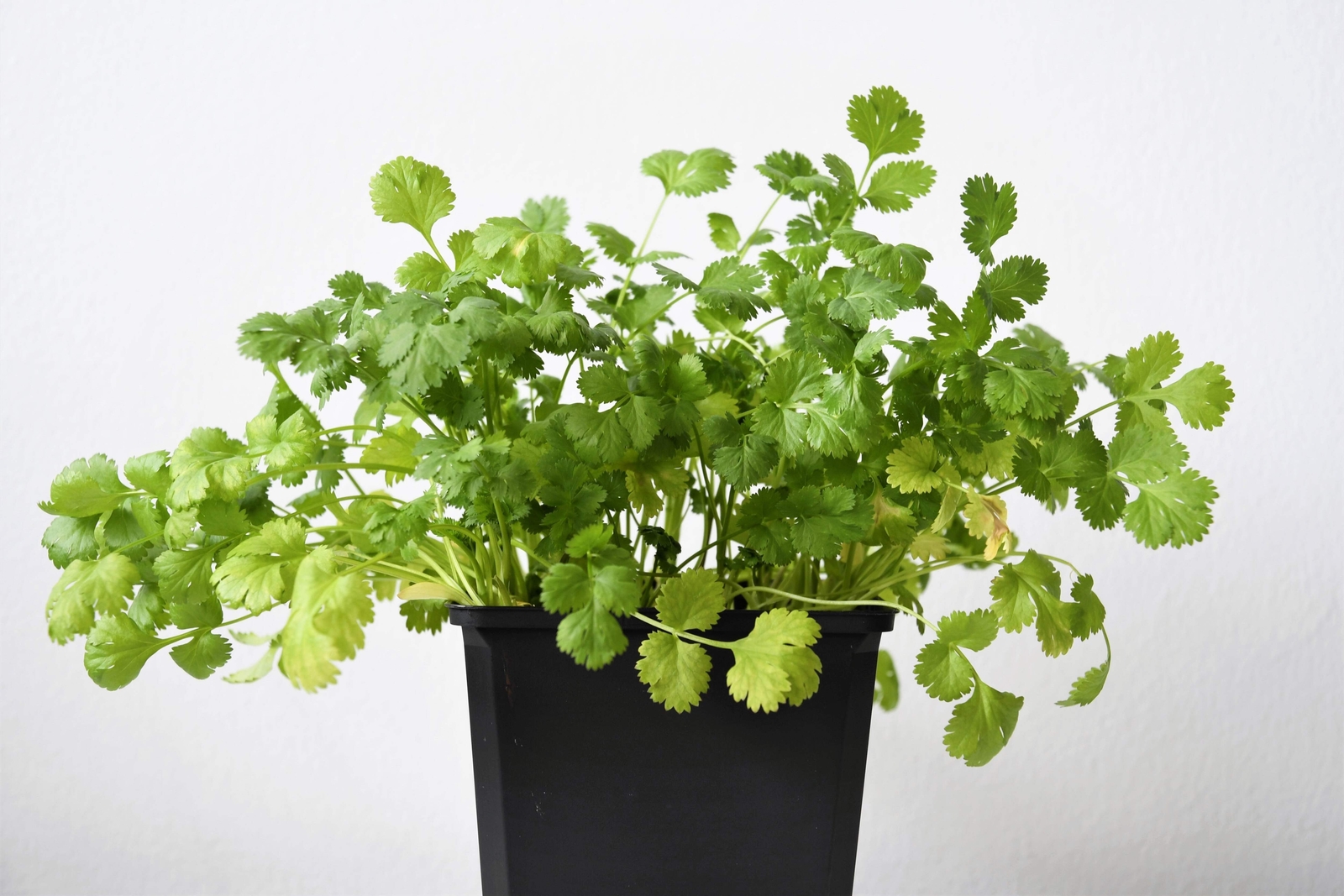 1000 CILANTRO / CORRIANDER / Chinese PARSLEY Coriandrum Sativum Herb Seeds