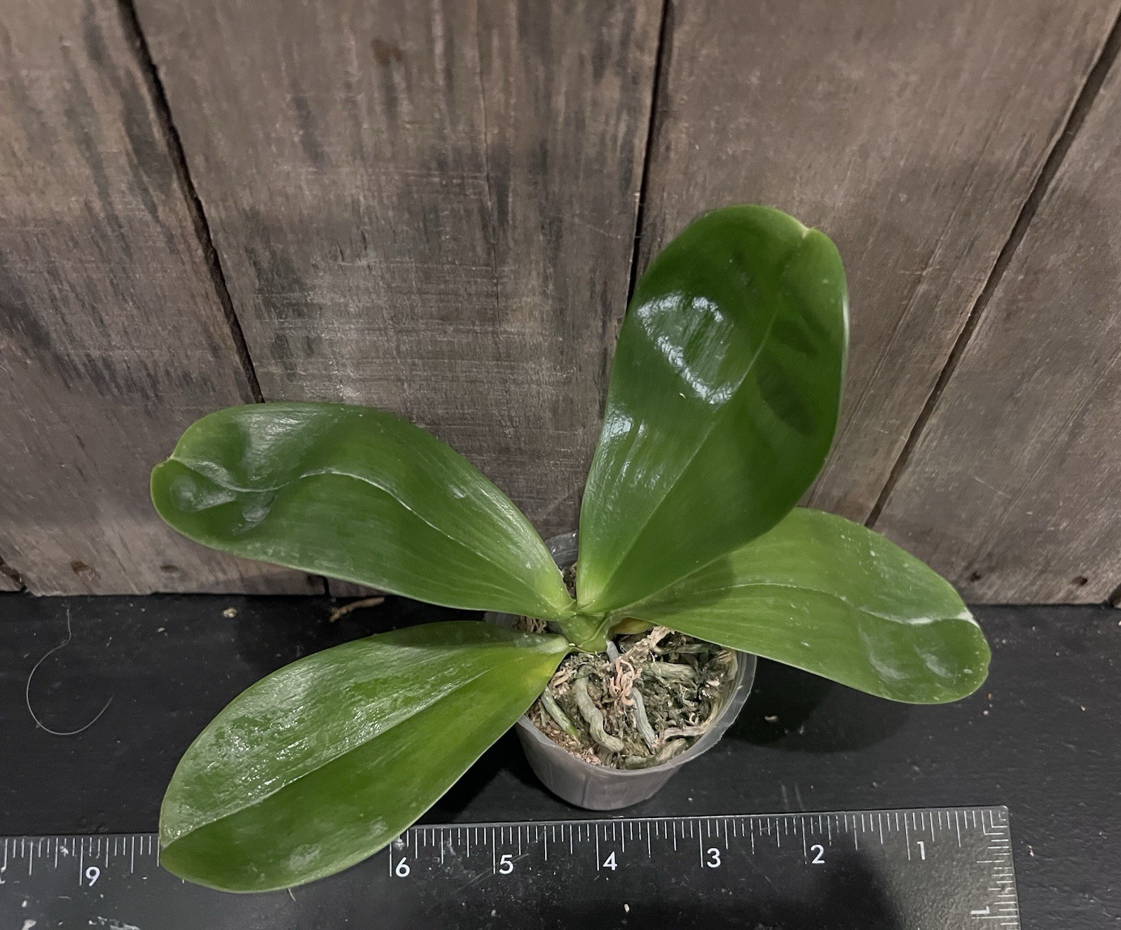 Phal. Mituo Golden Tiger, Mericlone, Blooming Size, Fragrant, FREE Shipping