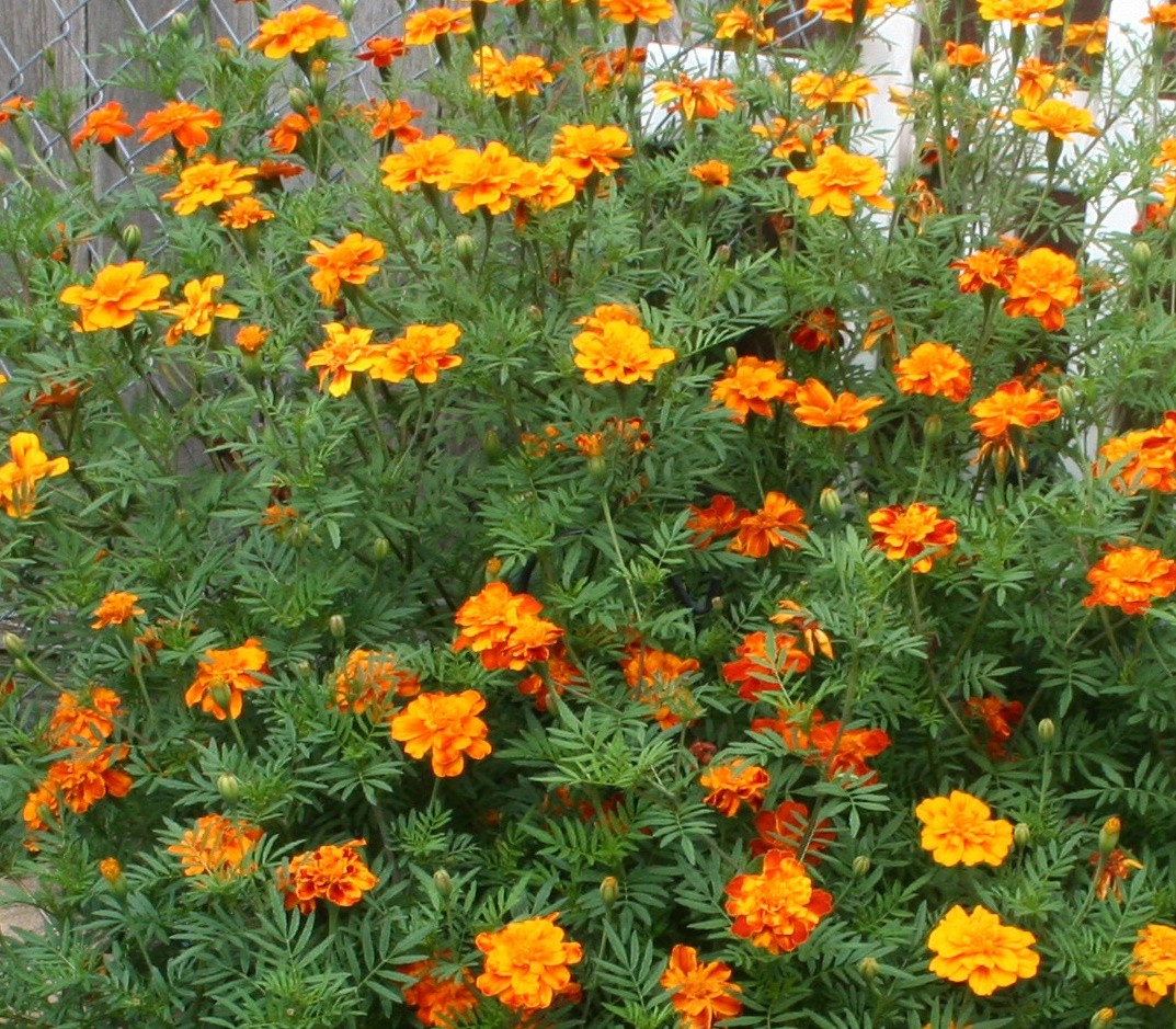 450+ Marigold French Sparky Mix Seeds Orange Red Yellow Flower FREE SHIPPING