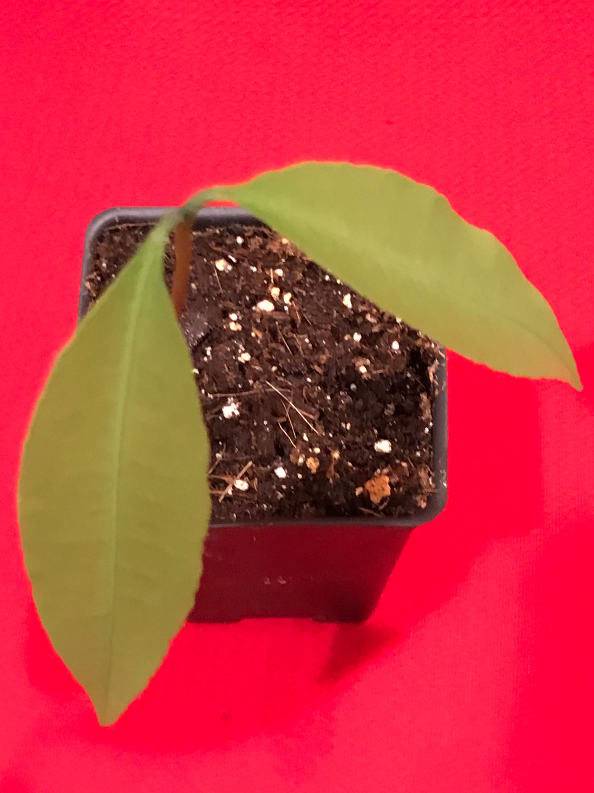 Achachairu Garcinia Humilis Orange Bolivian Mangosteen Tropical Fruit Tree Plant