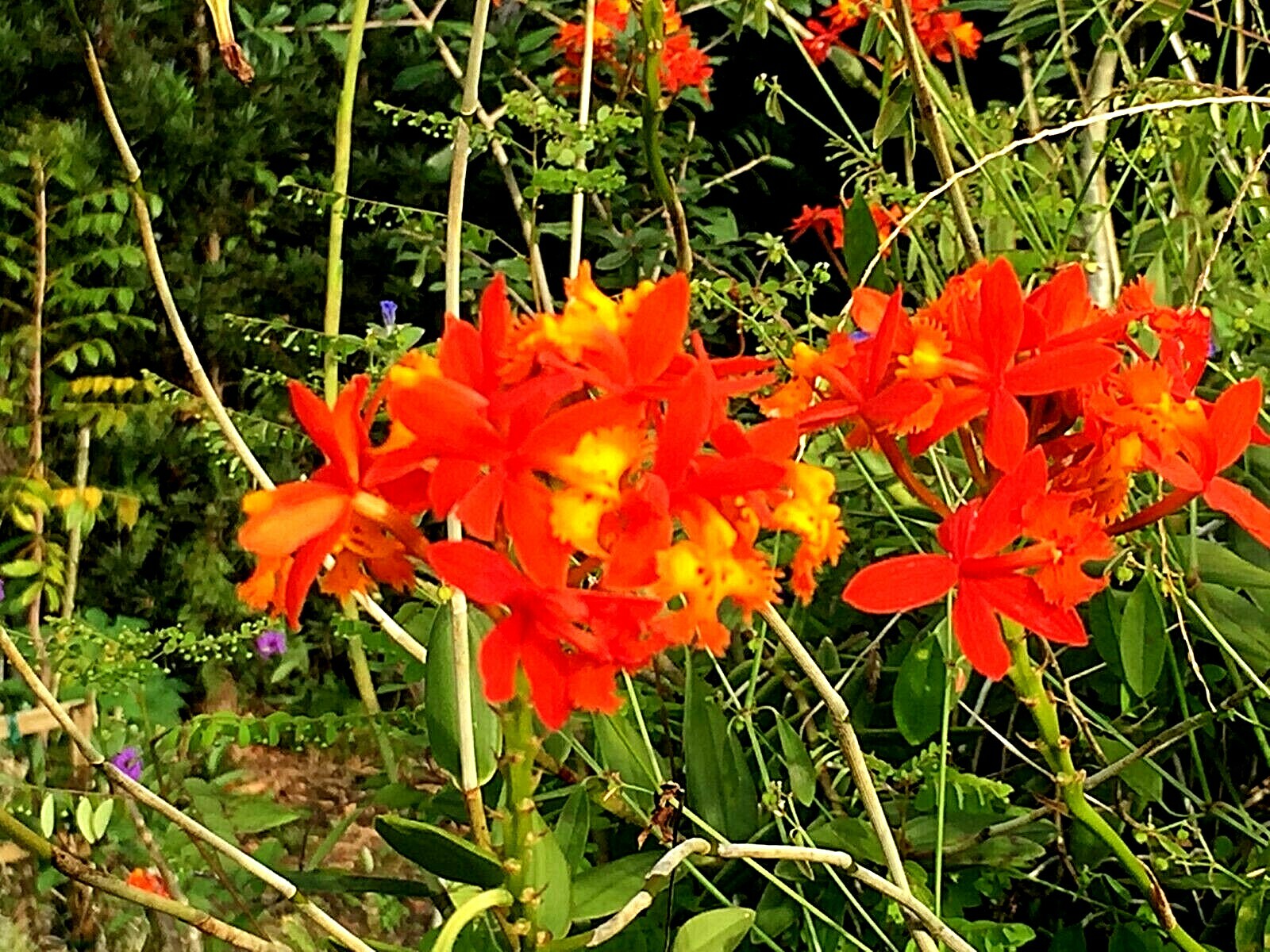 6 Orchid Orange Red Yellow Fire-star Plants Epidendrum Radicans, Live Plant