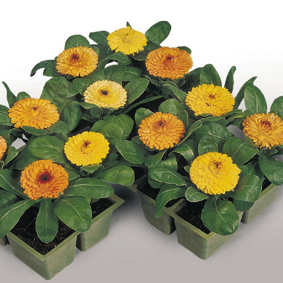 Fiesta Gitana Calendula Seeds | 50 – 1,000 Seeds | Non-GMO | Free Shipping 1206