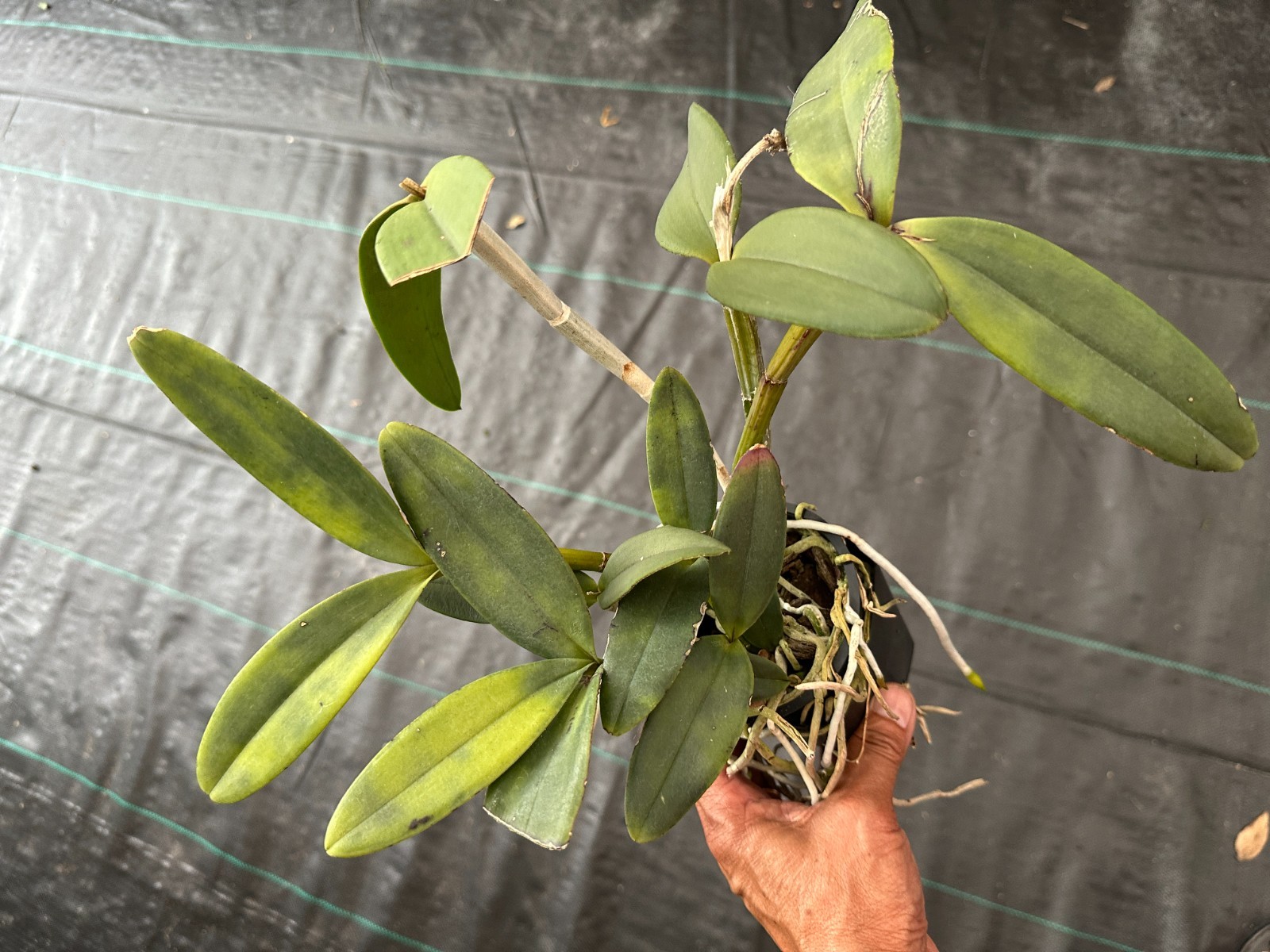 BRAZIL COMPACT CATTLEYA ORCID SPECIES schilleriana select breeding BS