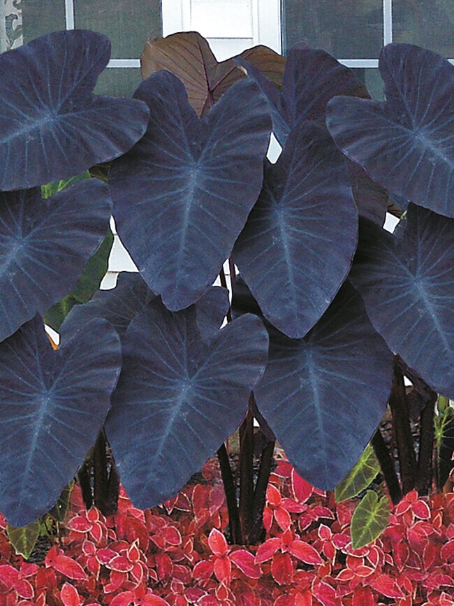 Black Magic – Colocasia esculenta- Elephant Ear – SMALL ROOTED STARTER Plant
