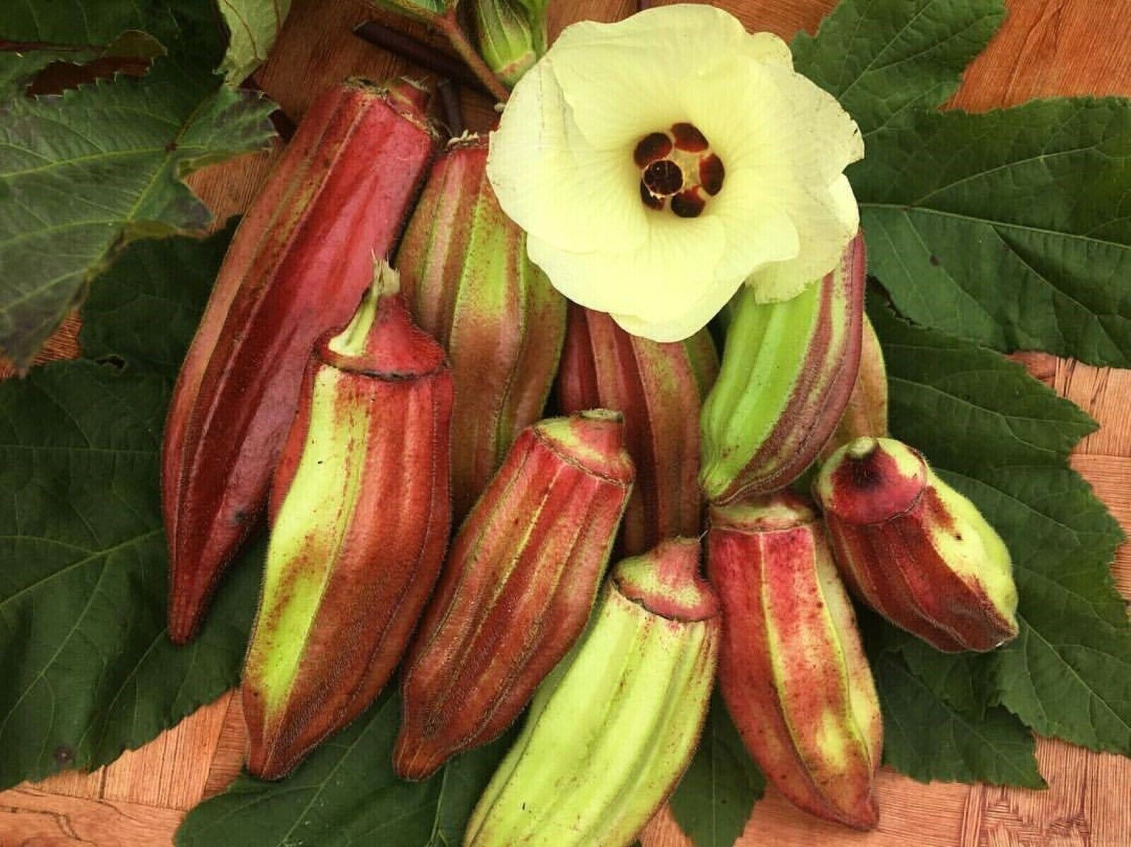 50+ Texas Hill Country Red Okra Seeds ——————— Heirloom — NON GMO