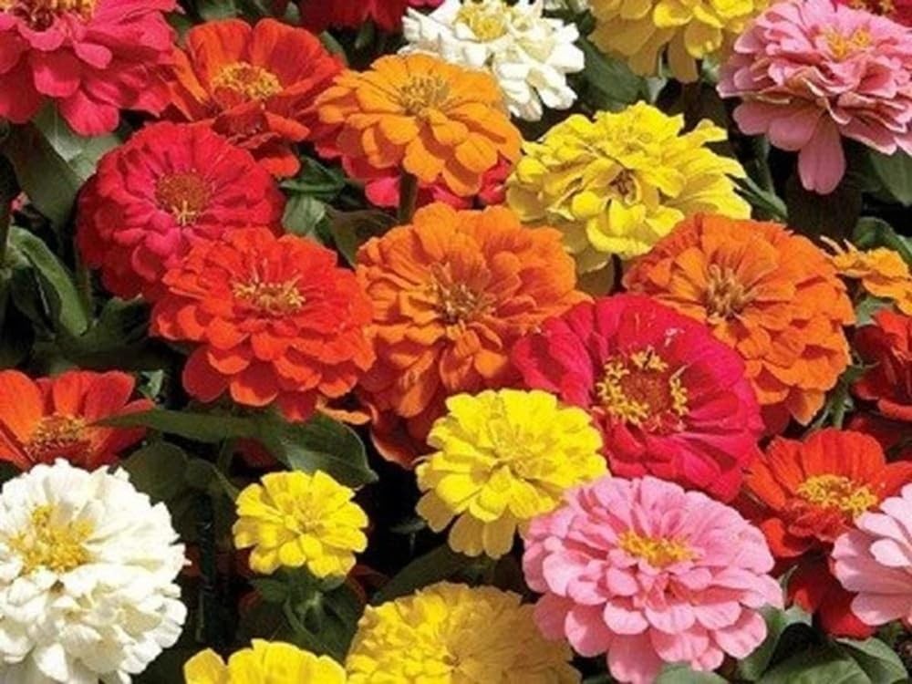 Zinnia – California Giant Mix – Orange,Pink,Purple,Red,Violet,White,Yellow