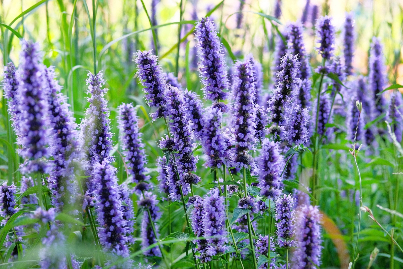 1000 TRUE BLUE HYSSOP Hyssopus Officinalis Thymus Herb Blue Violet Flower Seeds