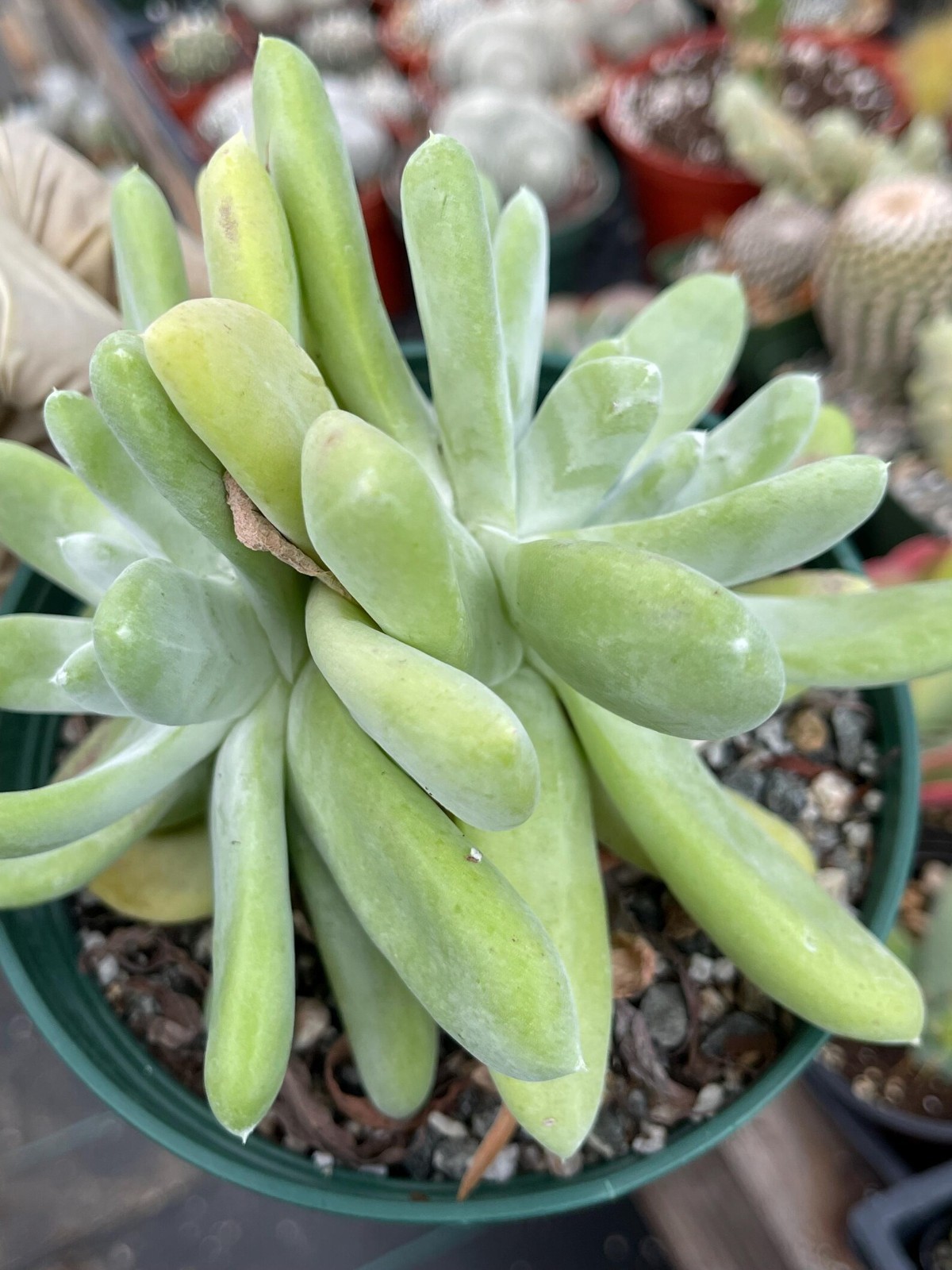 White Chalk Dudleya Pachyphytum Rare Succulent Live Plant Easy Care