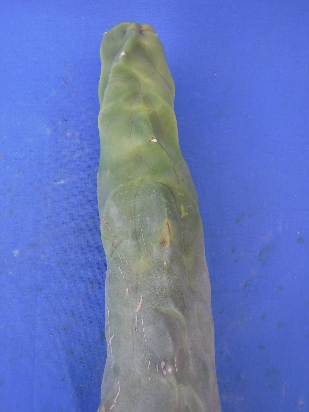 1 Totem Pole Cactus Lophocereus schottii 14″ Unrooted Cutting Landscaping B7