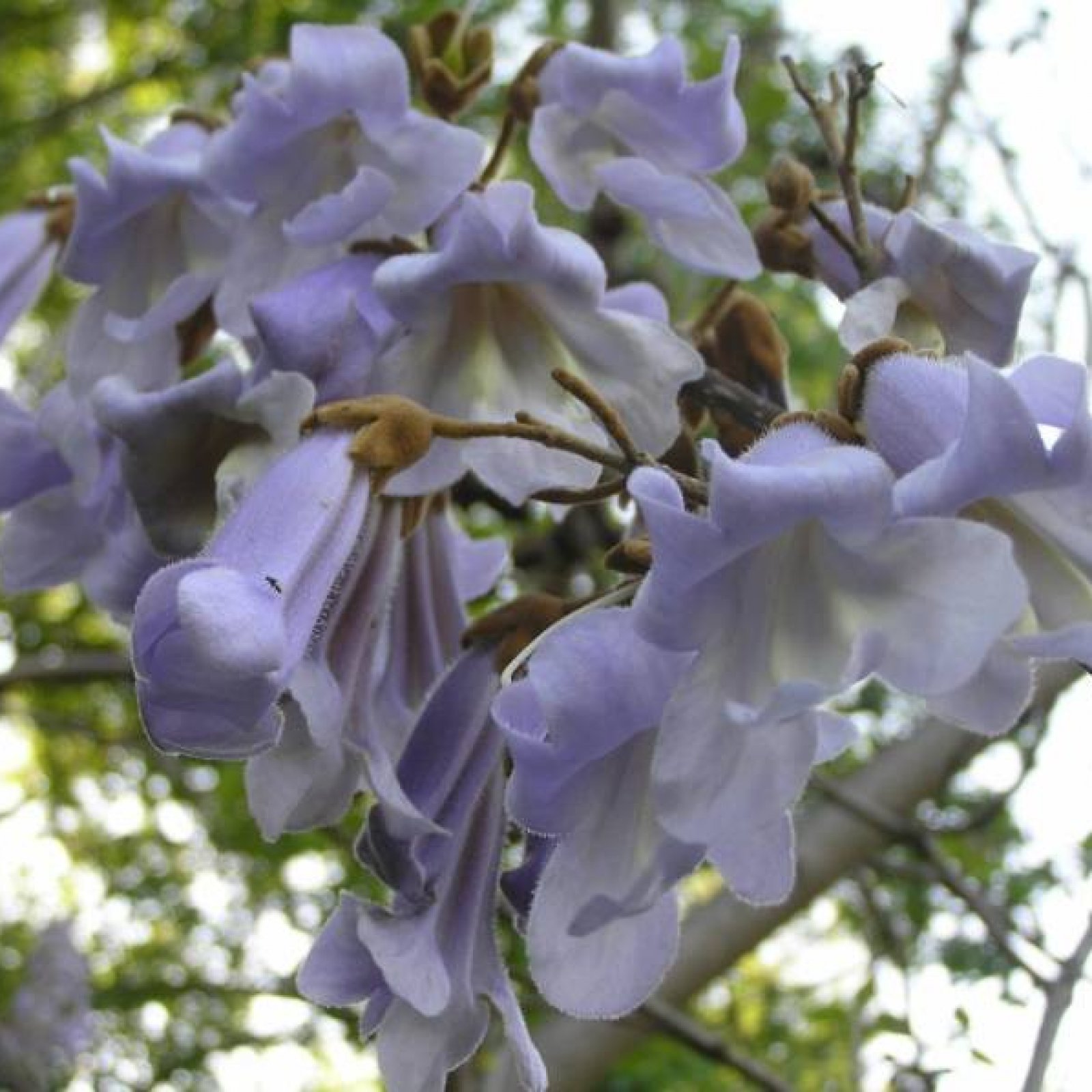 PRINCESS TREE Paulownia Tomentosa 100,200,500,1000,2000 SEEDS