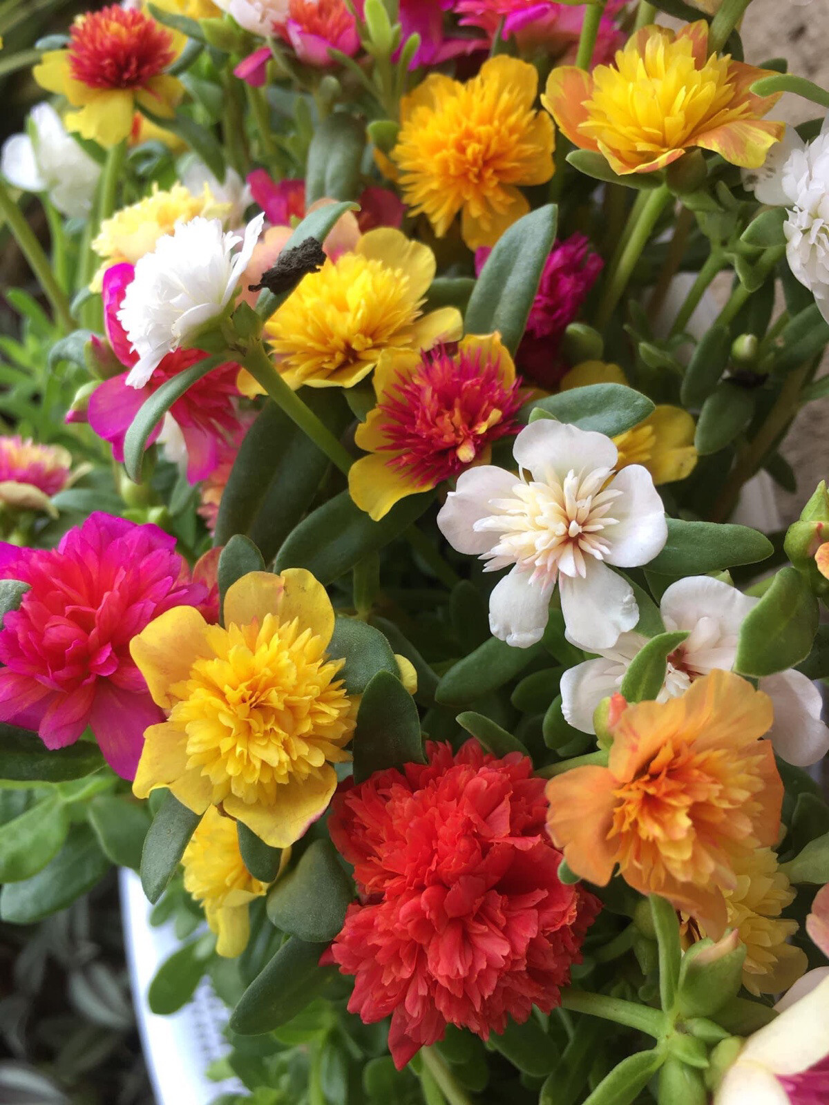 Random mixed colors of Portulaca